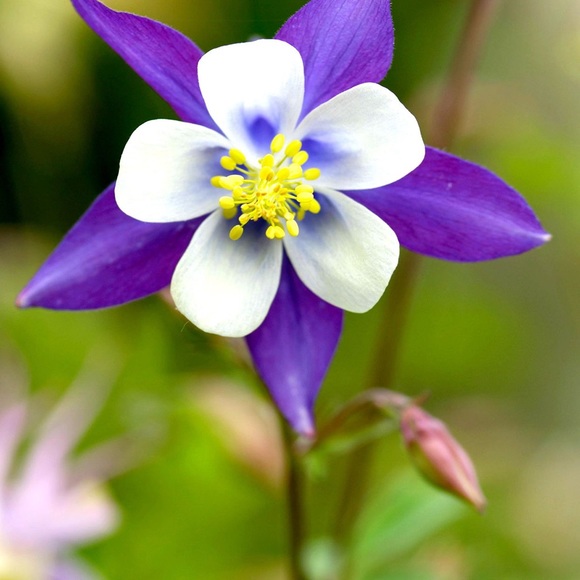 columbine53